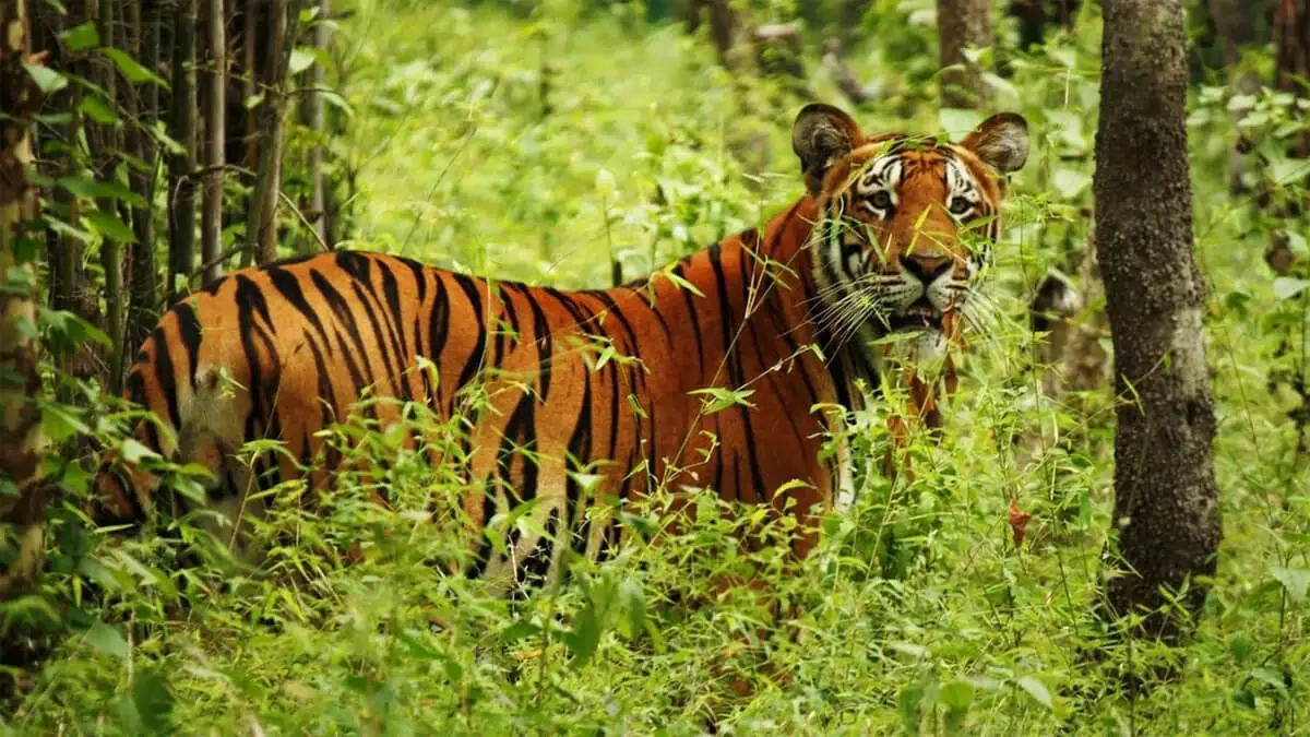 Wildlife Safari